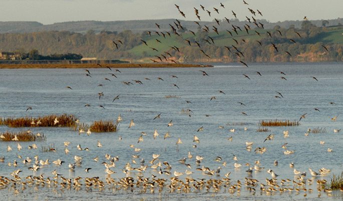 Birds in flight and in water on Severn Estuary