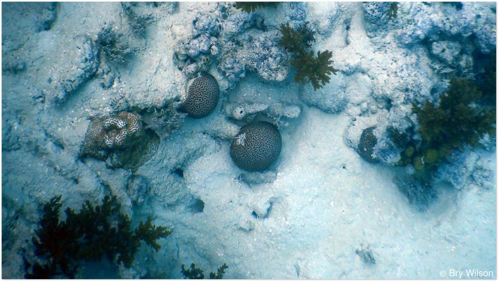 Underwater, two small brain-like shapes clinging to reef