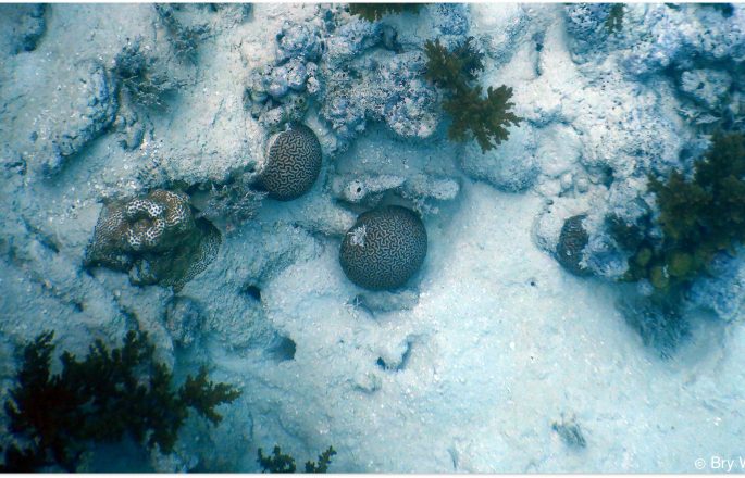 Underwater, two small brain-like shapes clinging to reef
